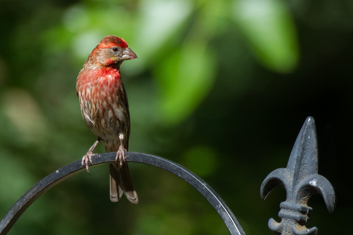 House Finch - ML620622742