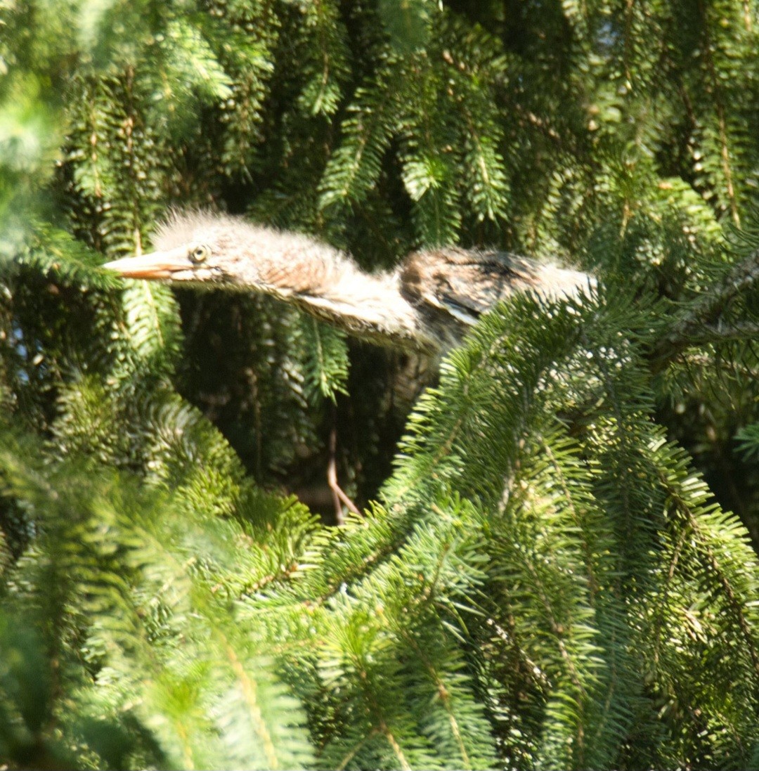 Green Heron - ML620622745