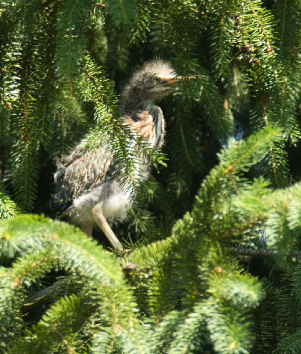 Green Heron - ML620622746