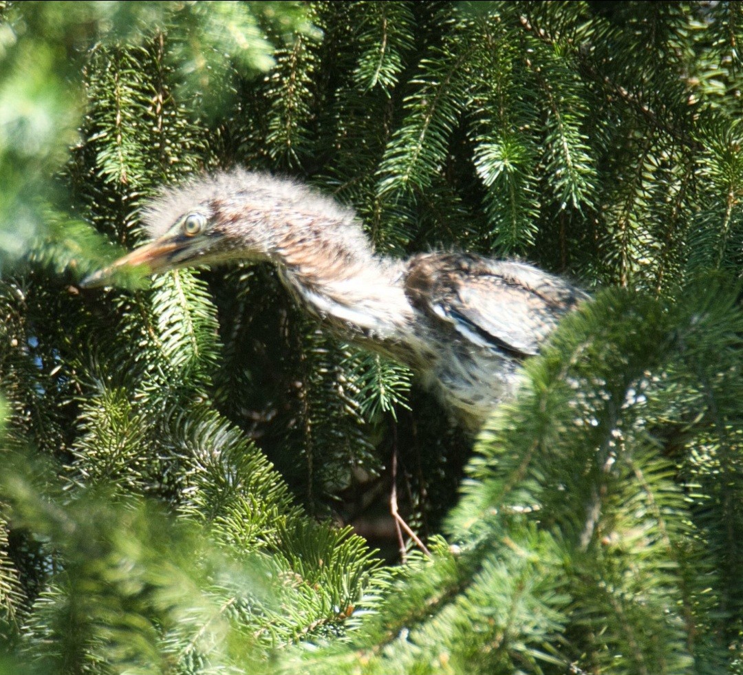 Green Heron - ML620622748