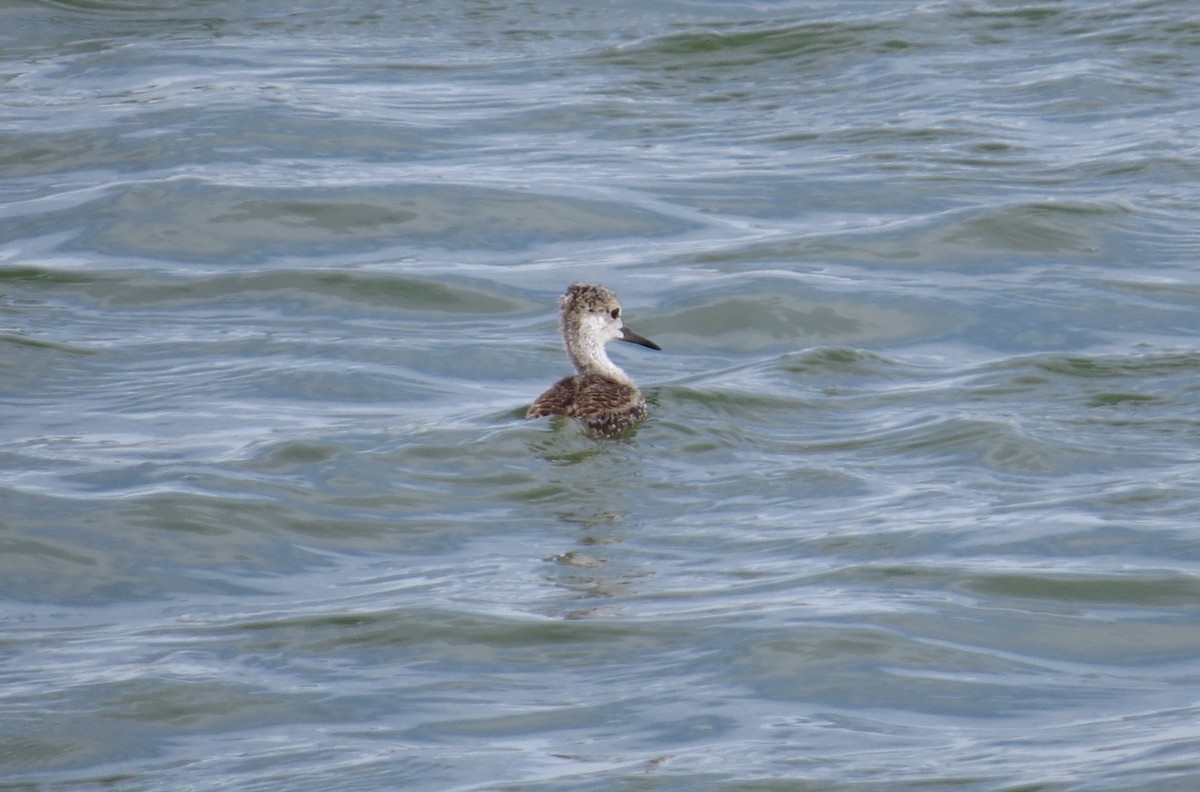 Avocette d'Amérique - ML620622751