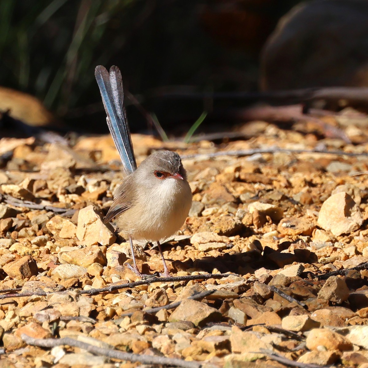 Variegated Fairywren - ML620622753