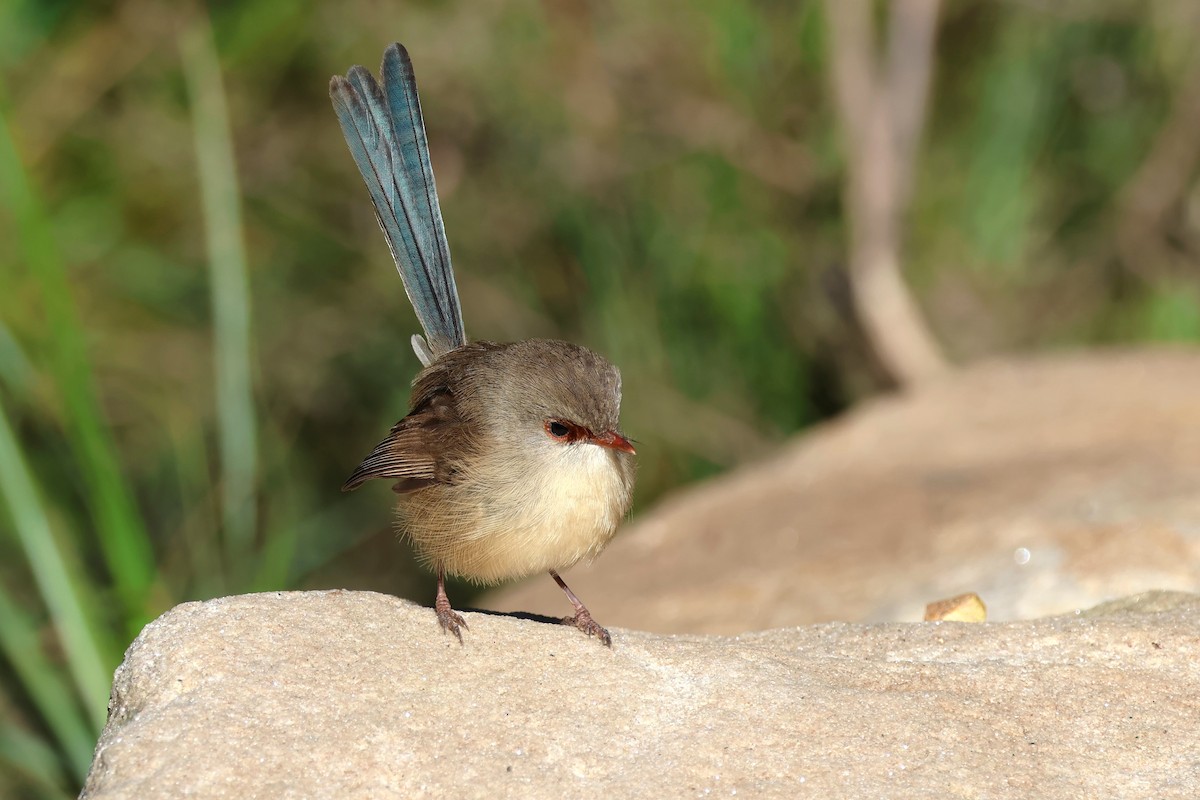 Variegated Fairywren - ML620622755