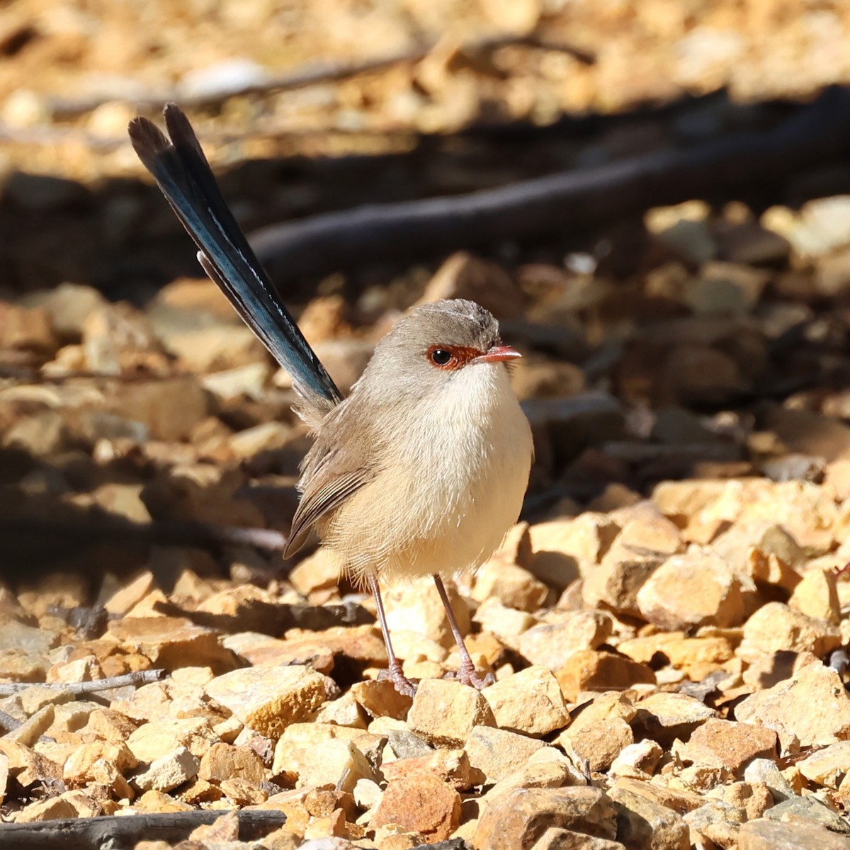 Variegated Fairywren - ML620622756