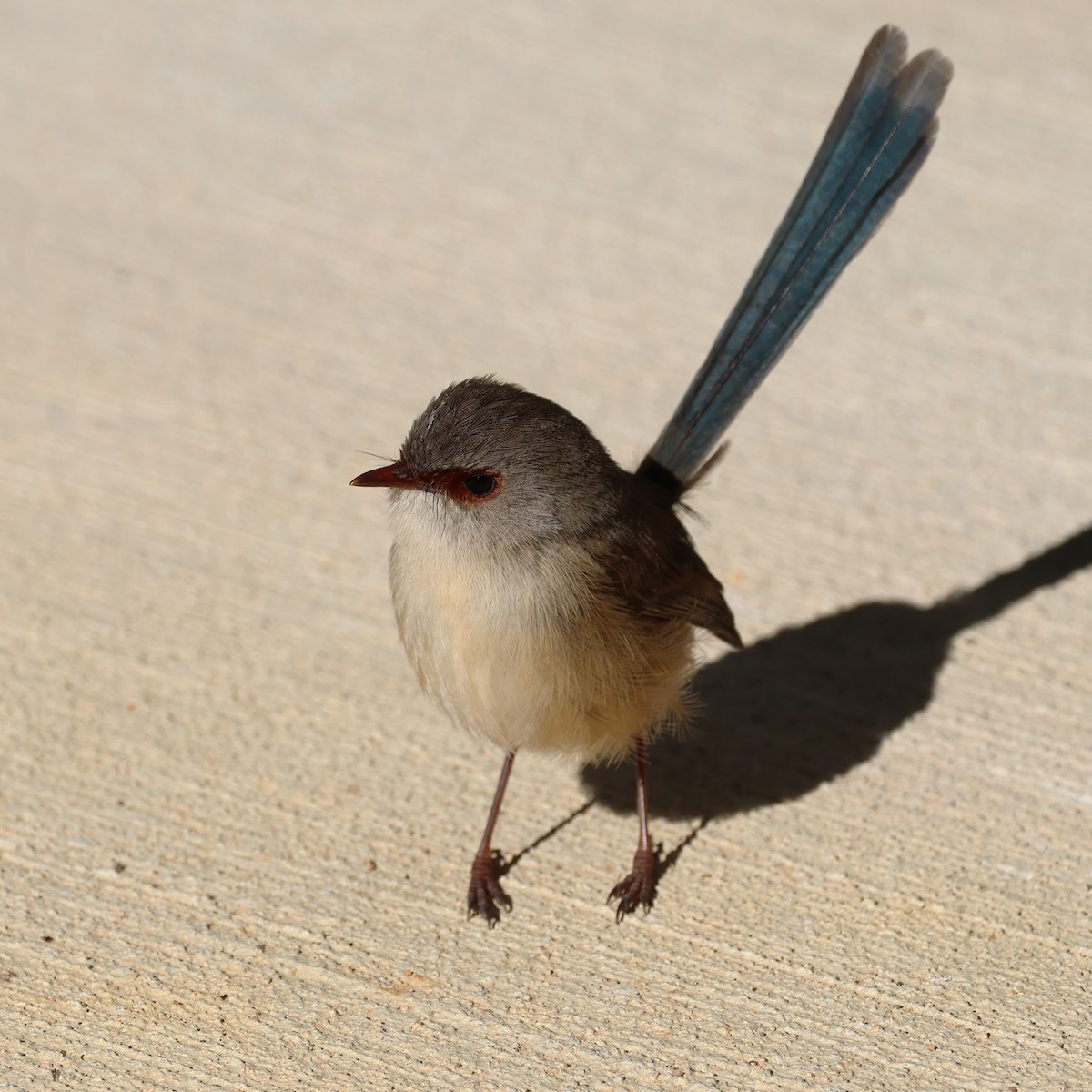 Variegated Fairywren - ML620622757