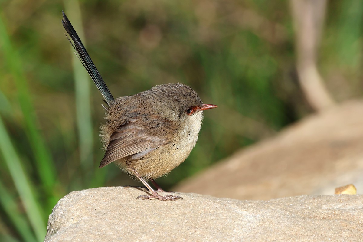 Variegated Fairywren - Mark and Angela McCaffrey