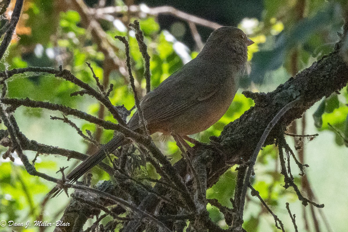 California Towhee - ML620622761