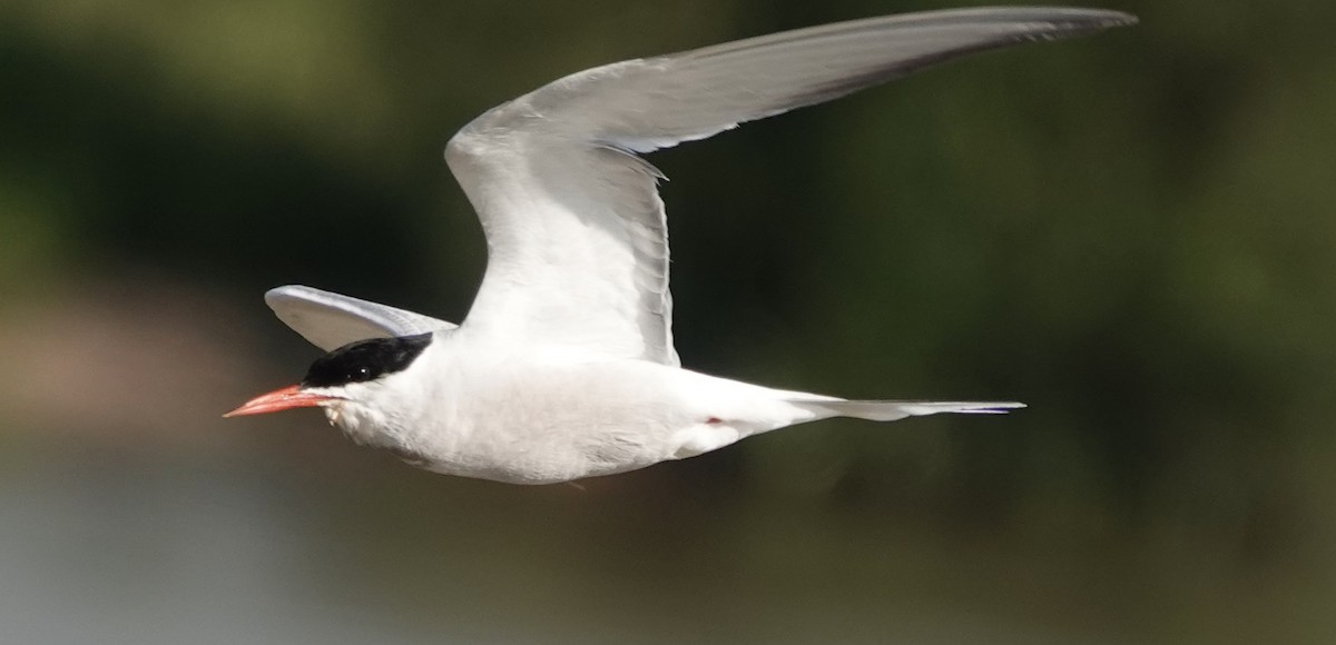 Common Tern - ML620622762