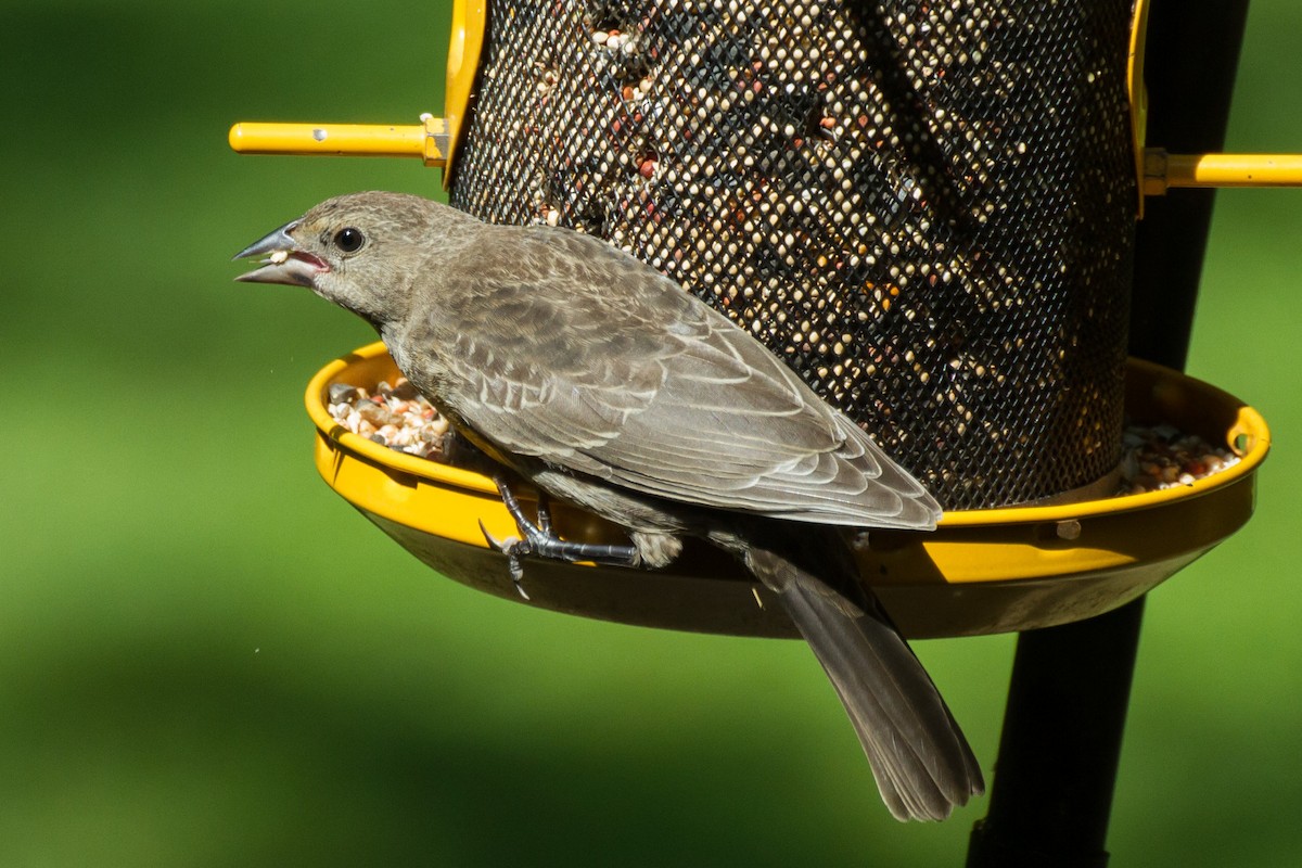 Brown-headed Cowbird - ML620622763