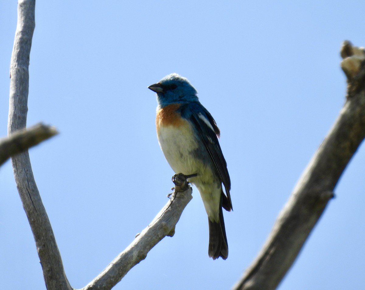 Lazuli Bunting - ML620622766