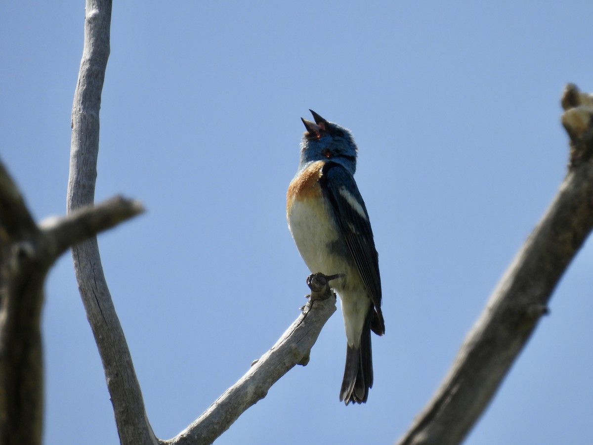 Lazuli Bunting - ML620622767