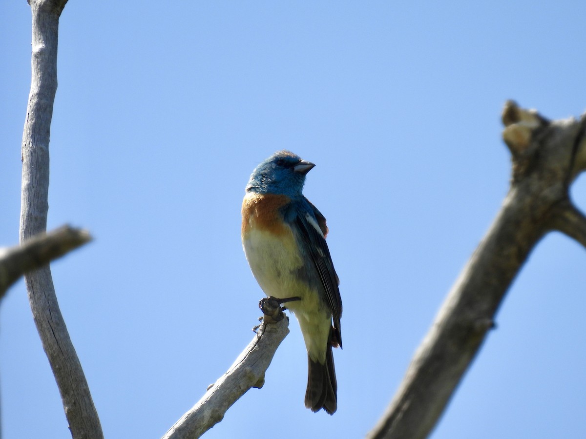 Lazuli Bunting - ML620622768