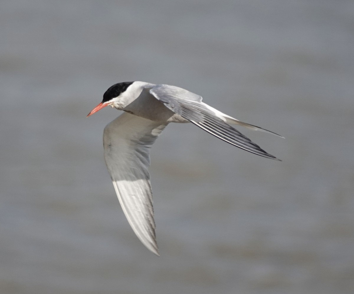 Common Tern - ML620622770