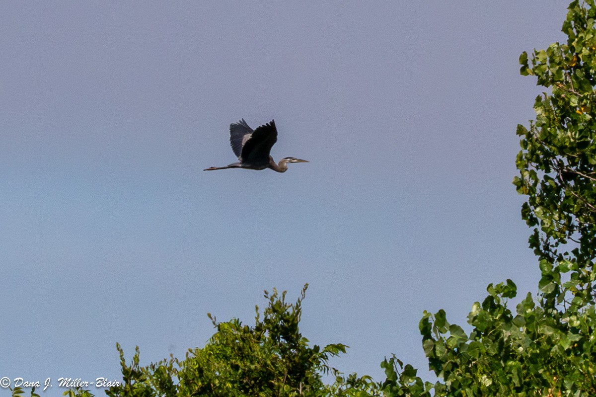 Great Blue Heron - Dana Miller-Blair