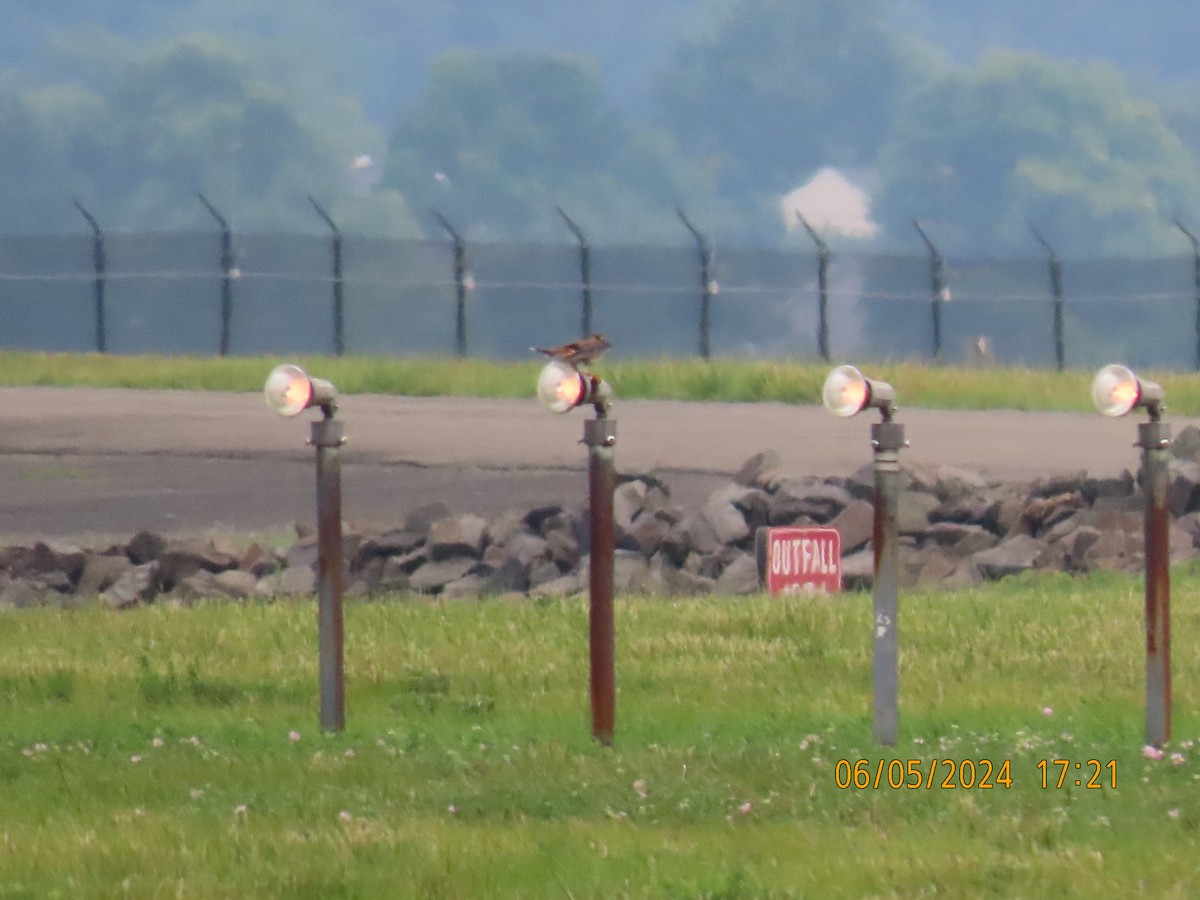 American Kestrel - ML620622776