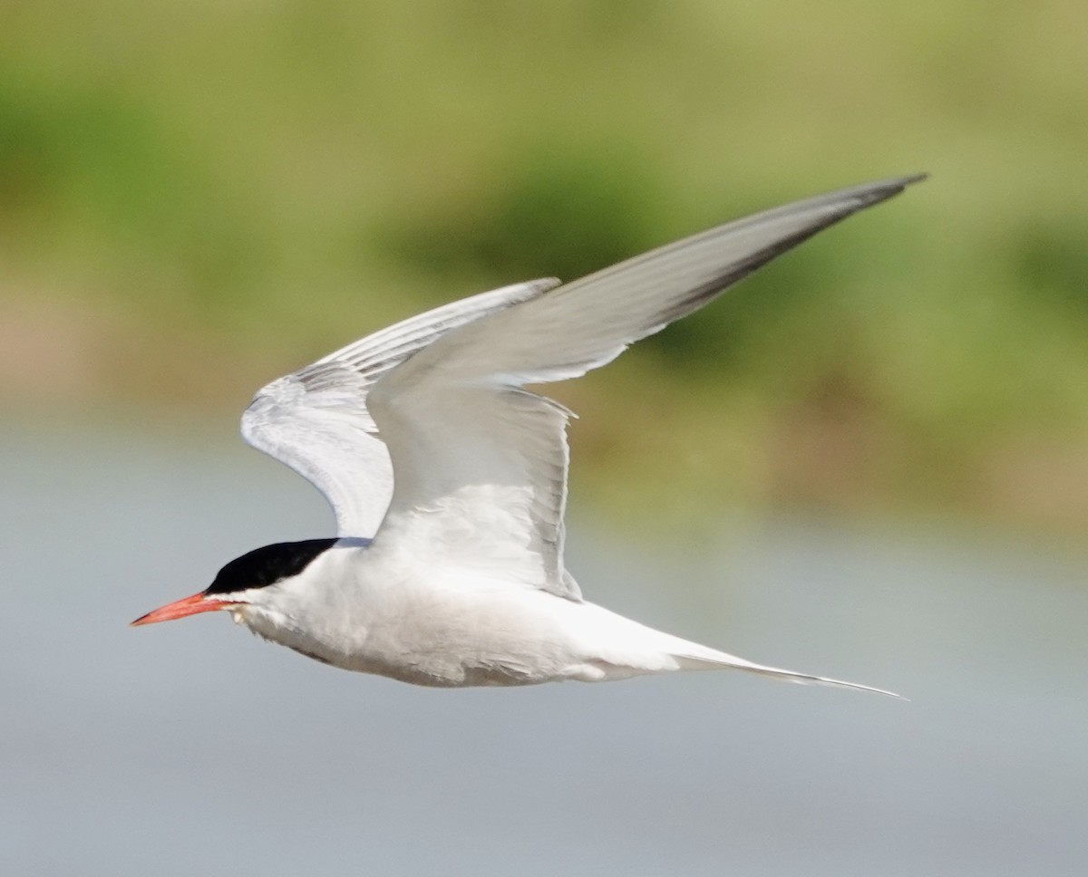 Common Tern - ML620622777