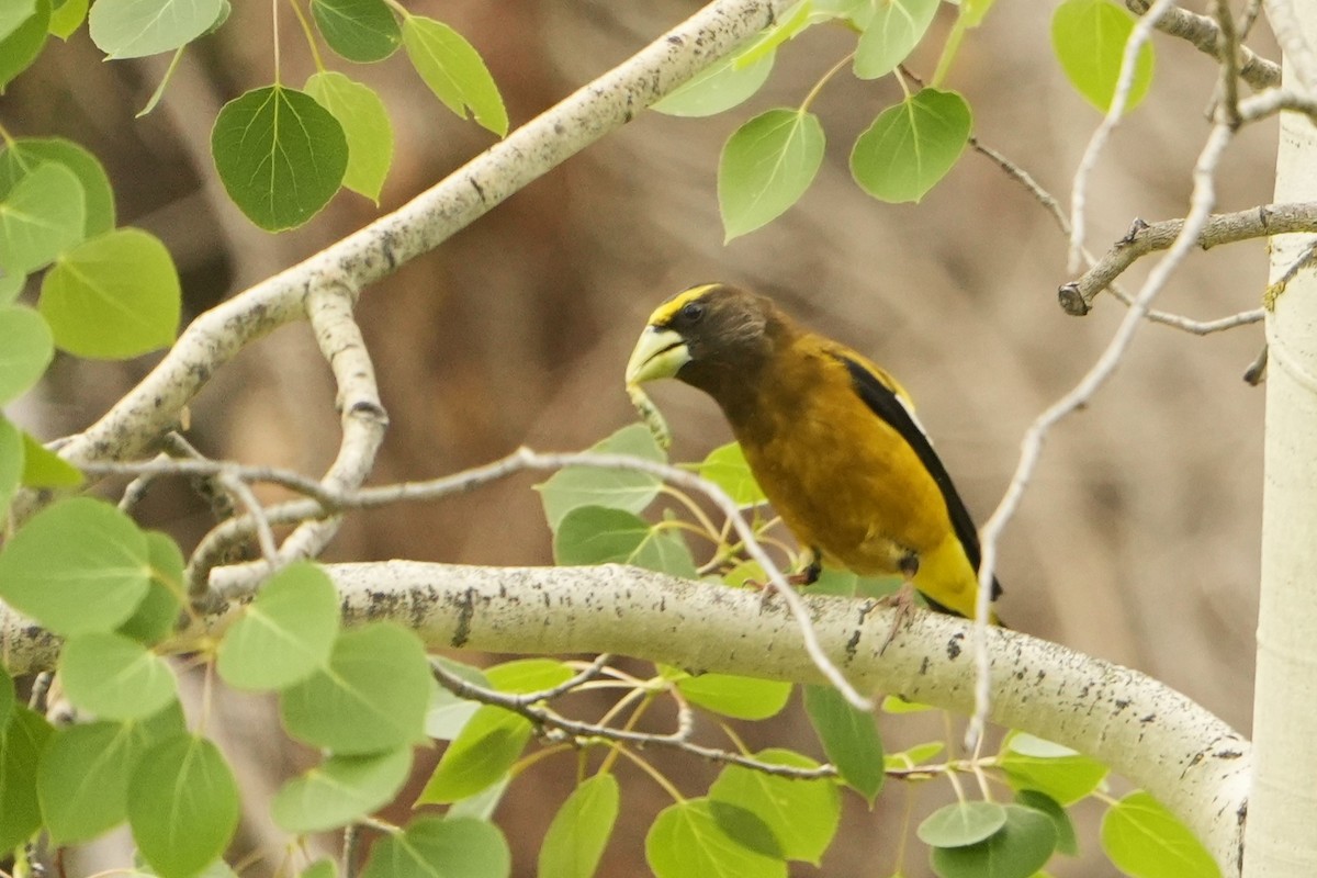 Evening Grosbeak - ML620622778