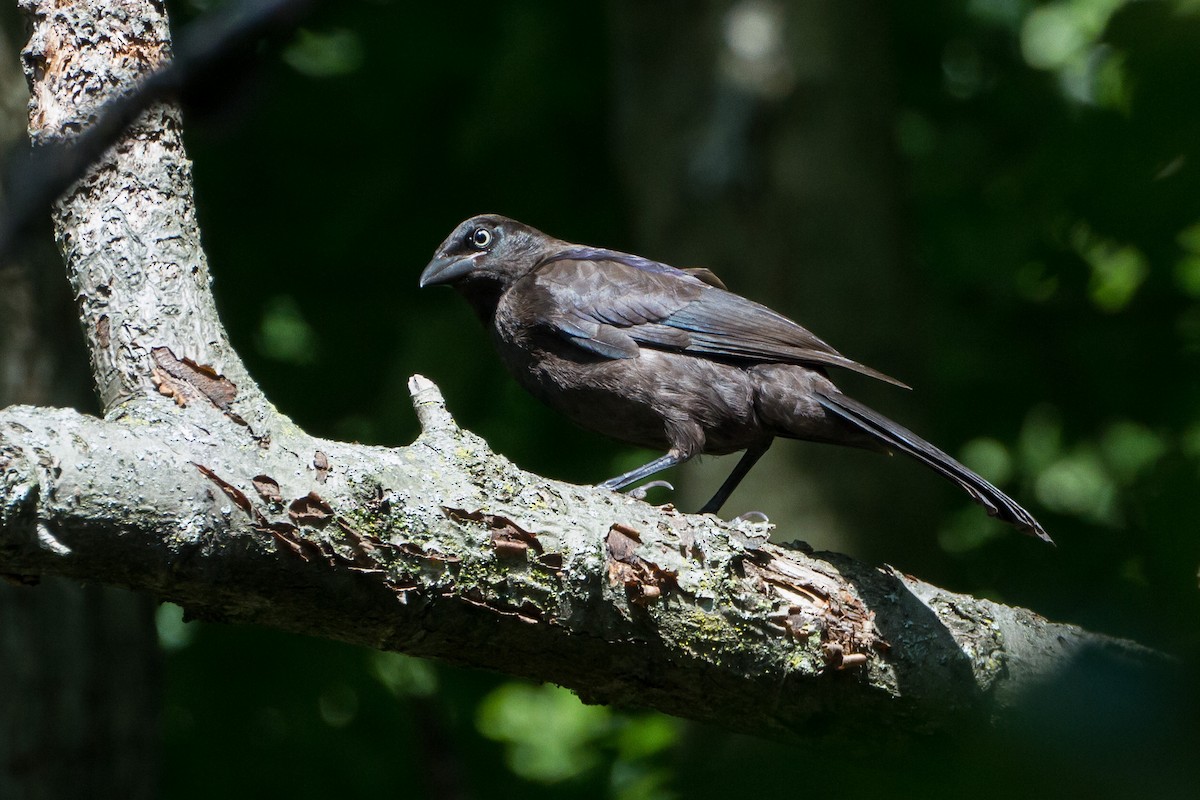 Common Grackle - ML620622780