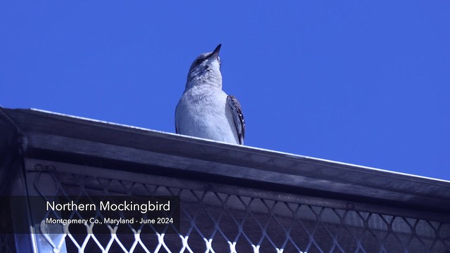 Northern Mockingbird - ML620622786