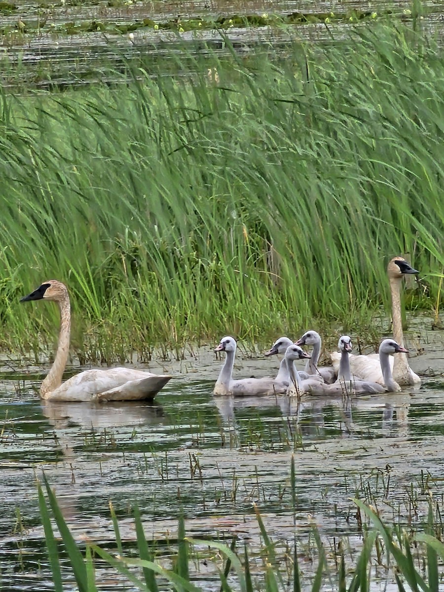 Trumpeter Swan - Kathrynne & Paul Baumtrog