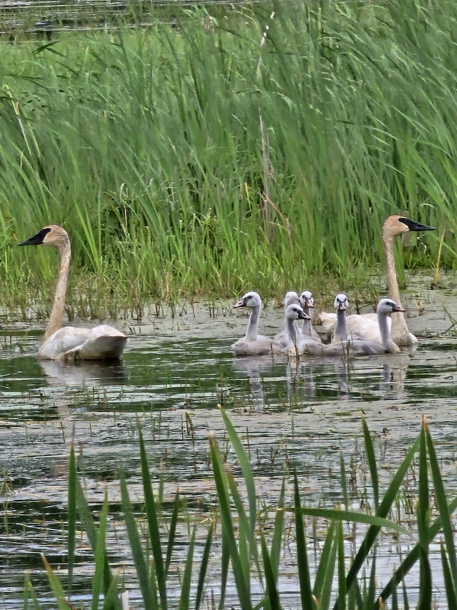 Trumpeter Swan - Kathrynne & Paul Baumtrog