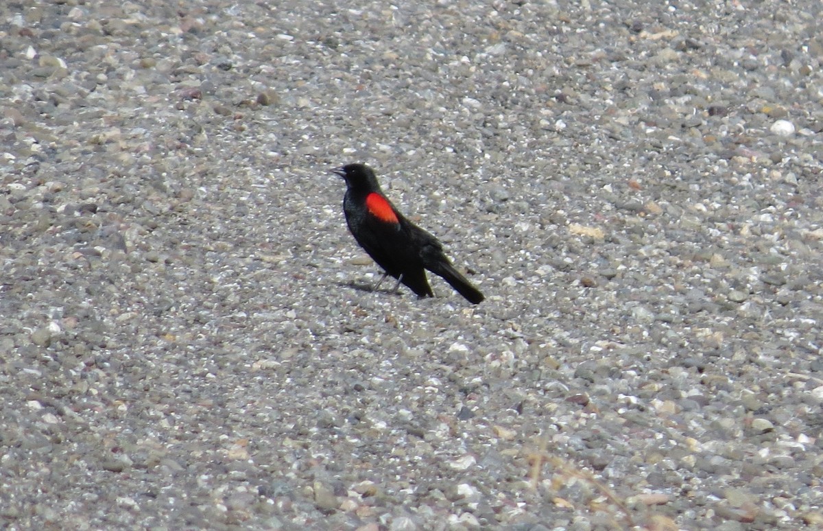 Red-winged Blackbird (California Bicolored) - ML620622795