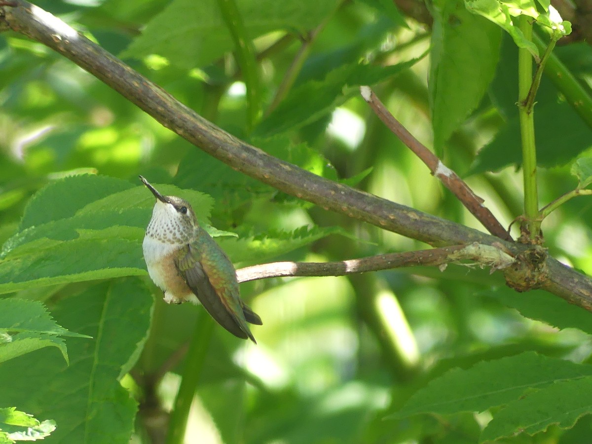 Colibrí Rufo - ML620622802