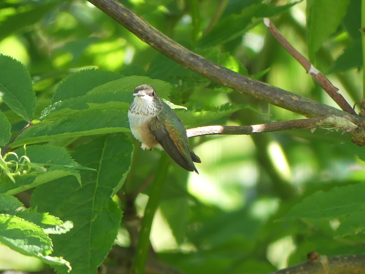 Colibrí Rufo - ML620622803