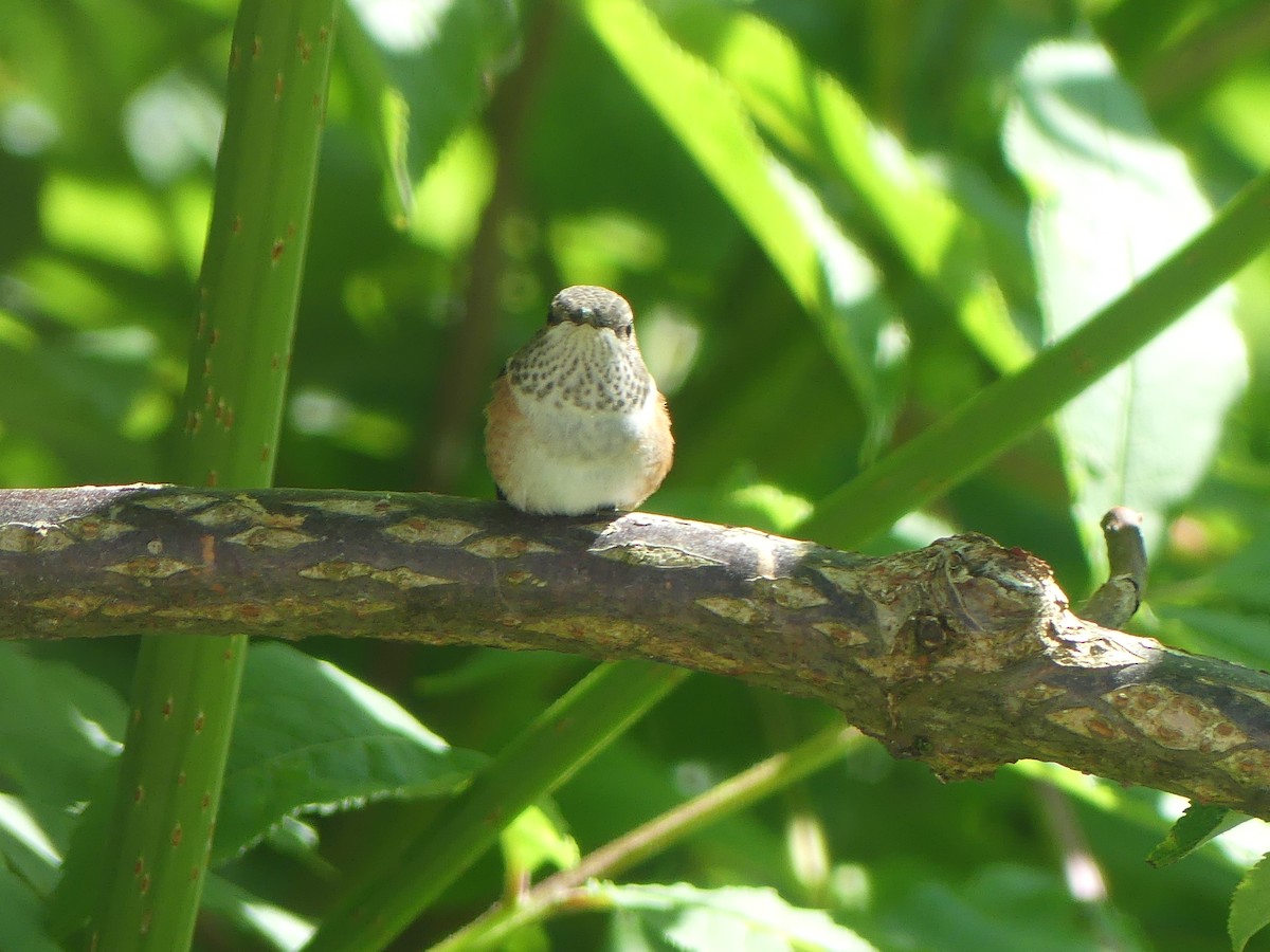 Rufous Hummingbird - ML620622804