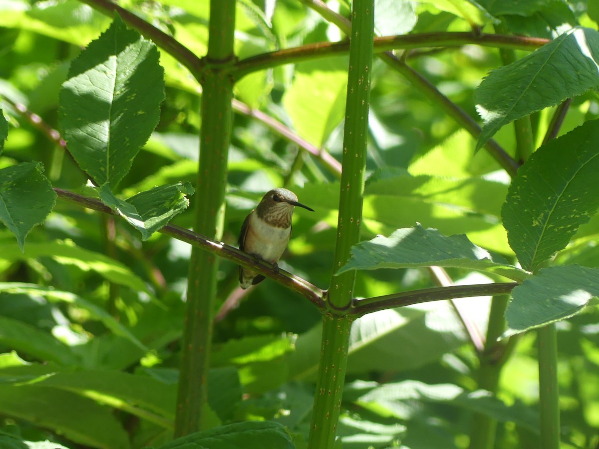 Rufous Hummingbird - ML620622807