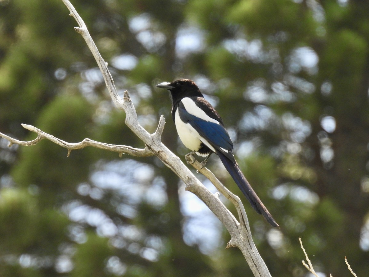 Black-billed Magpie - ML620622809