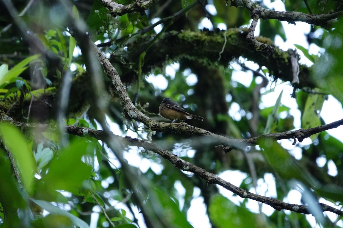 Rufous-tailed Tyrant - Vinicio Montenegro