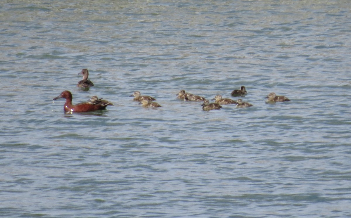 Cinnamon Teal - ML620622812