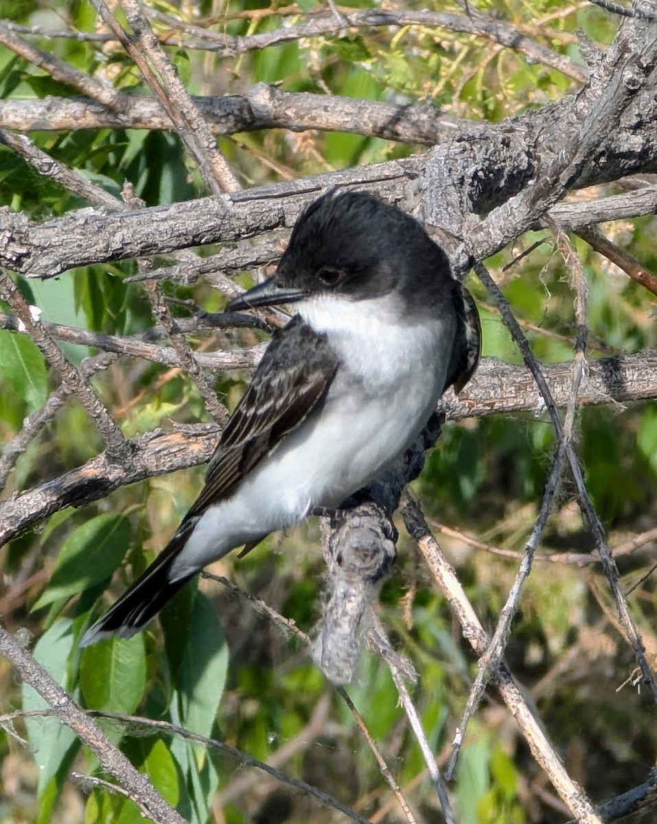 Eastern Kingbird - ML620622813