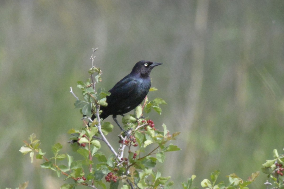 Brewer's Blackbird - ML620622814