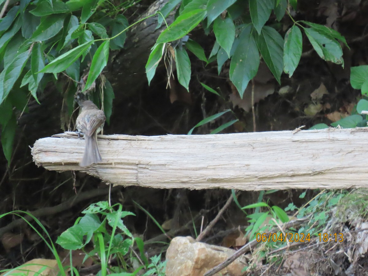 Eastern Phoebe - ML620622817