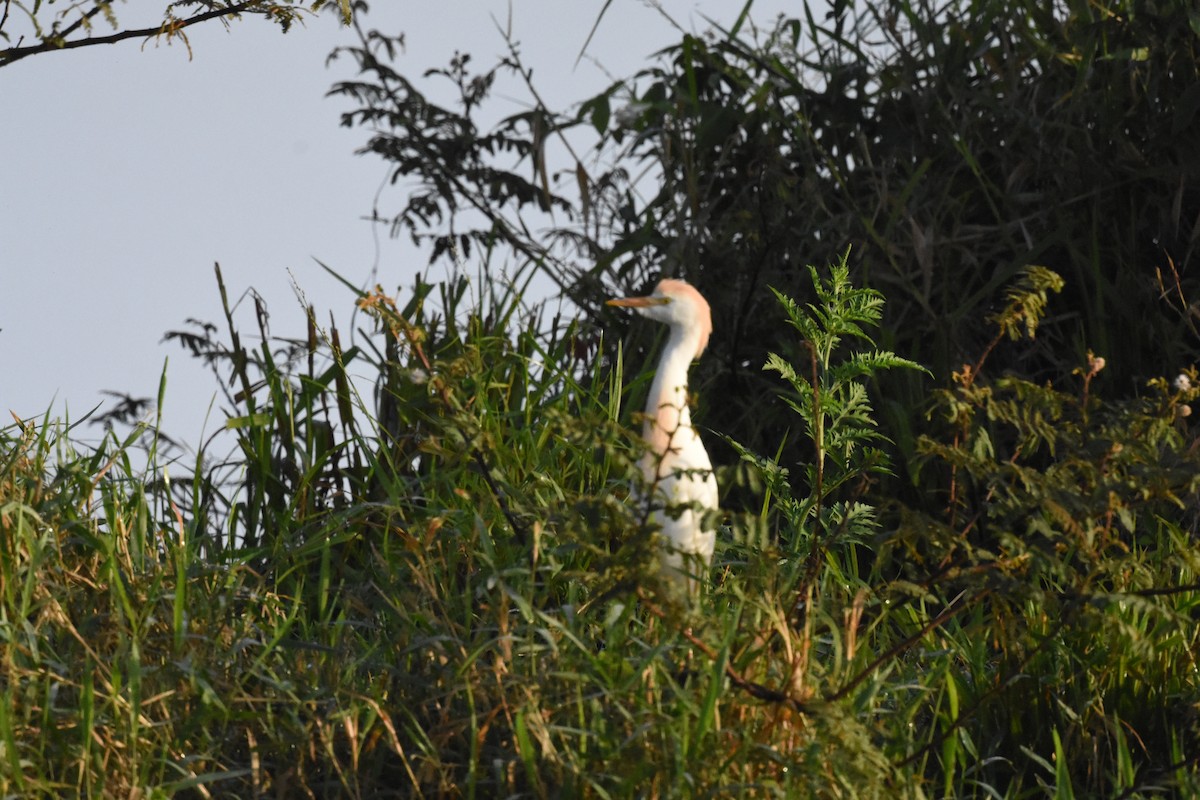 Western Cattle Egret - Jerry Davis