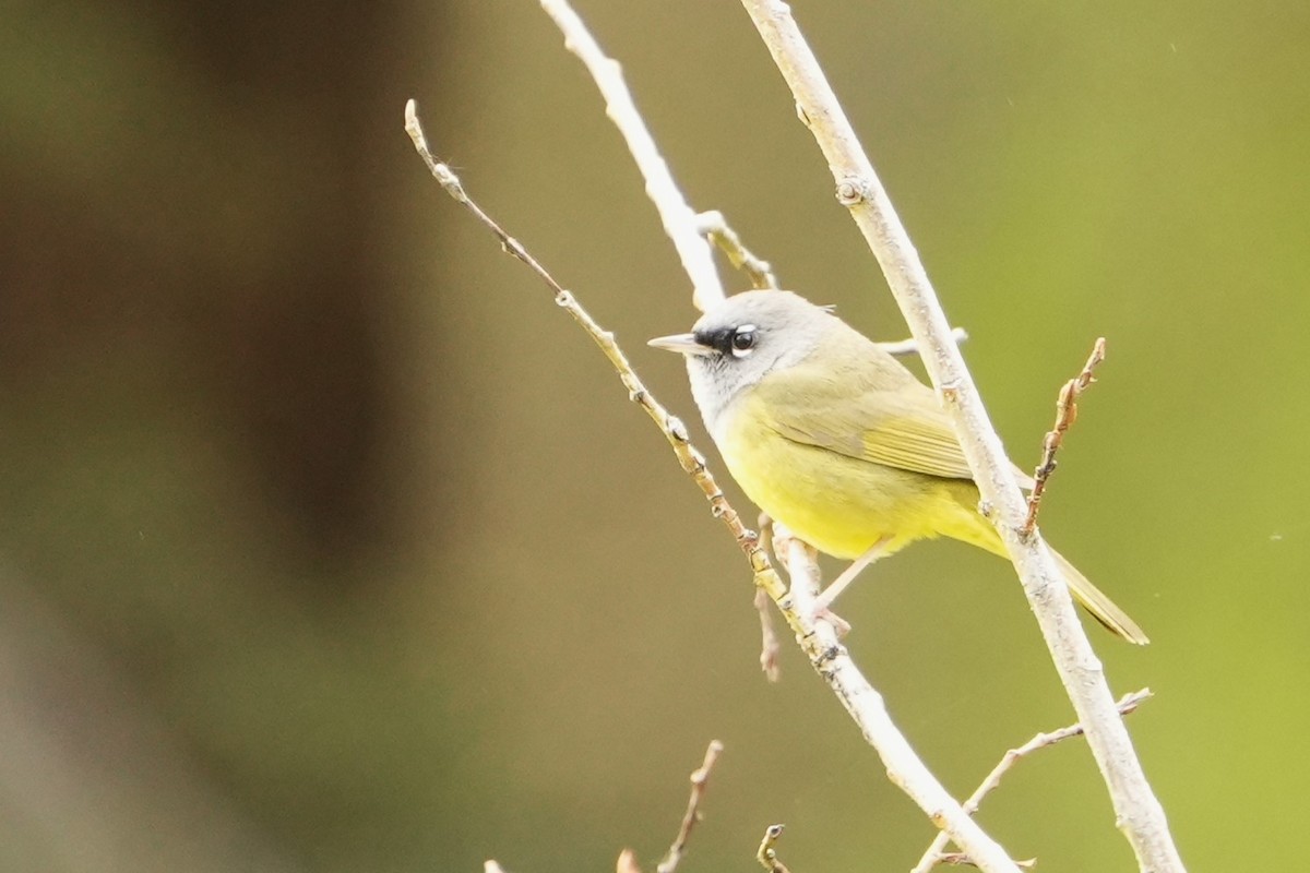 MacGillivray's Warbler - ML620622821