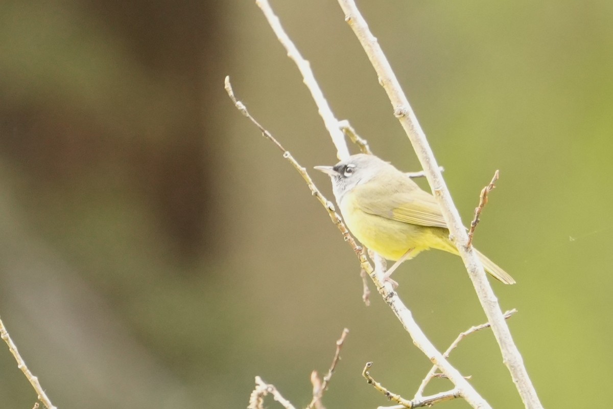 MacGillivray's Warbler - ML620622822