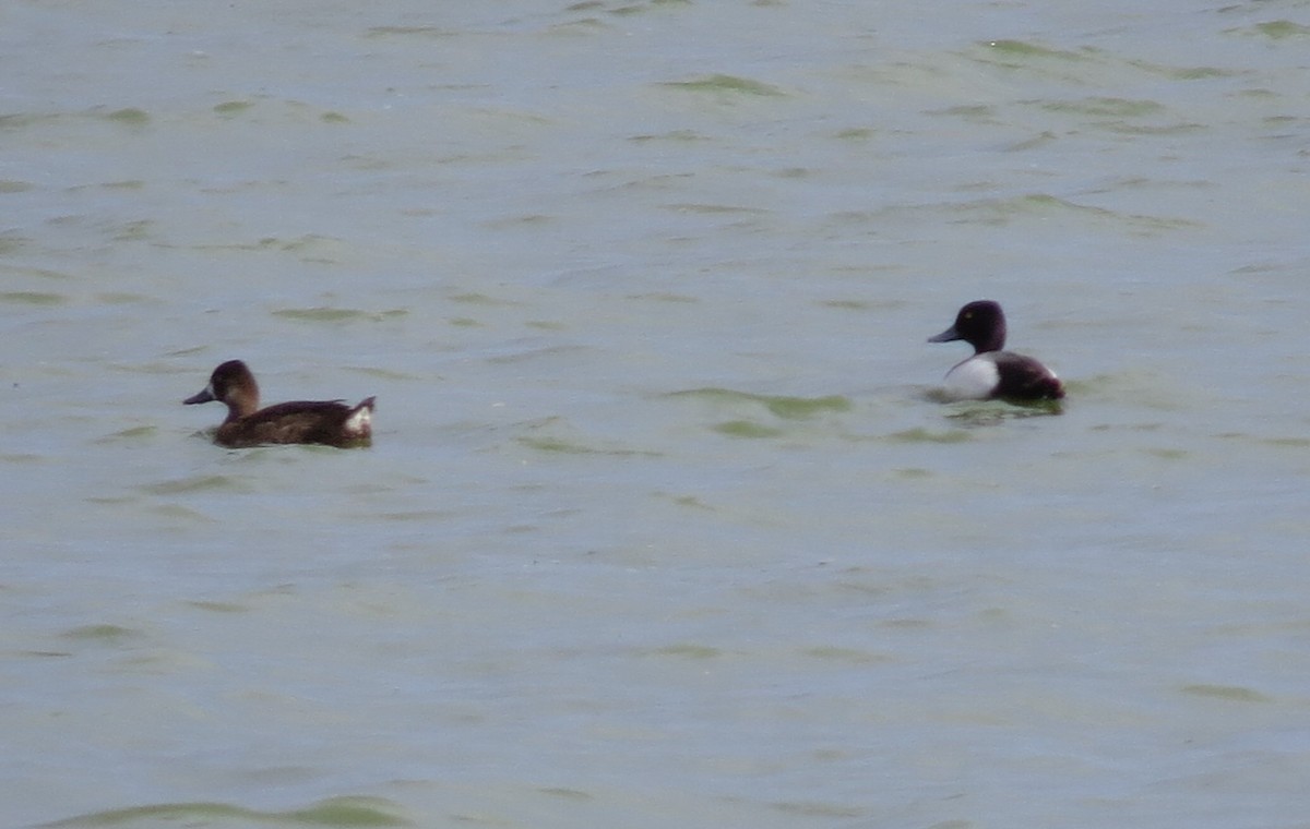 Lesser Scaup - ML620622824