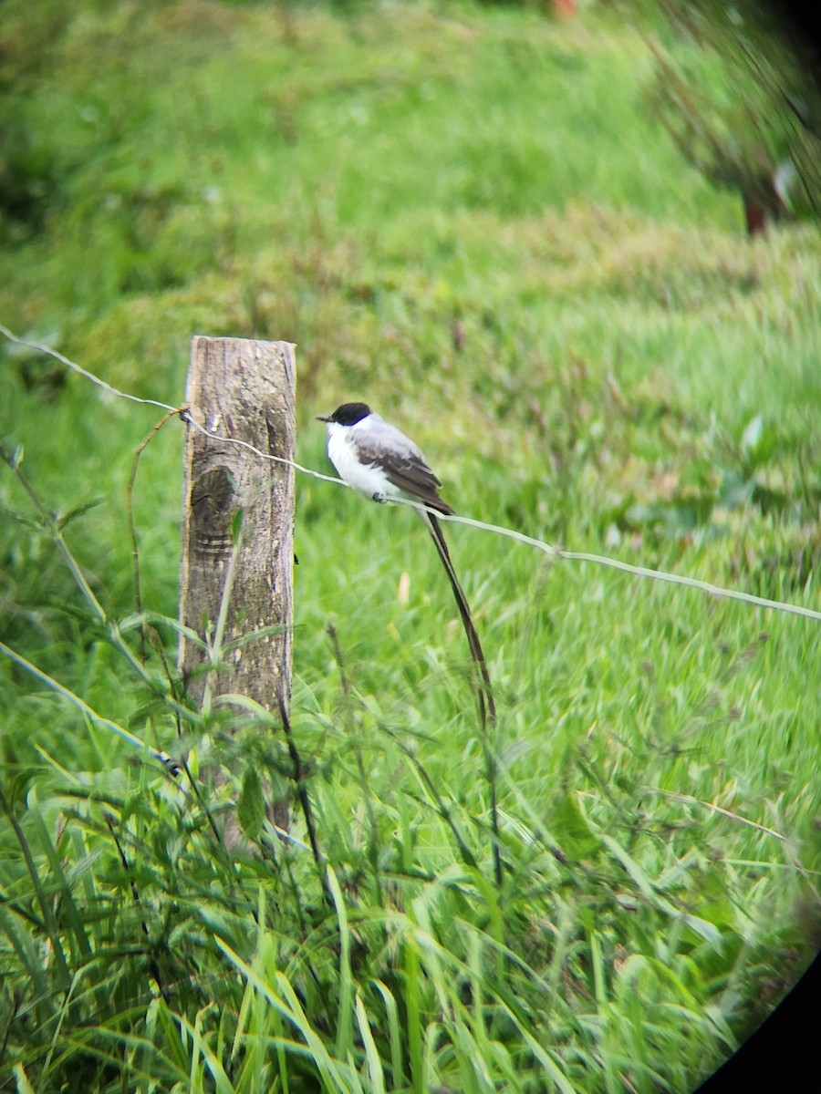 Fork-tailed Flycatcher - ML620622825