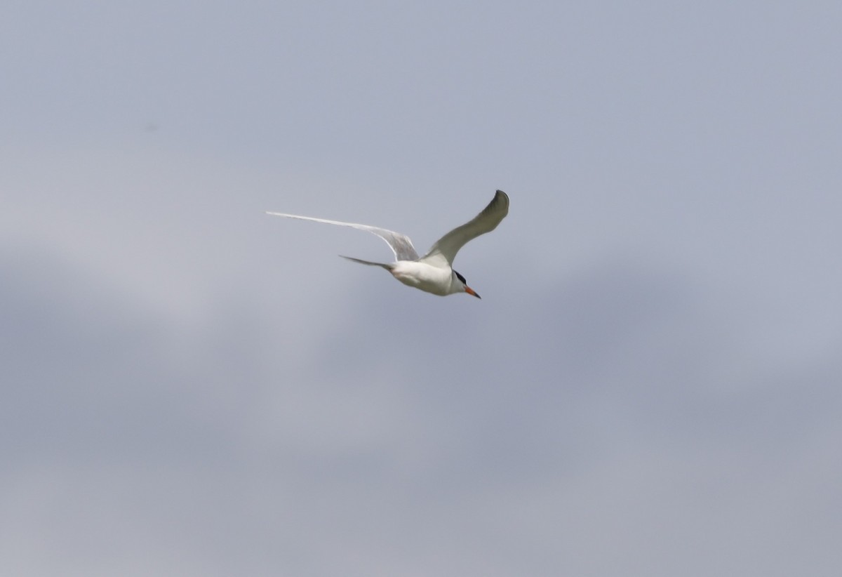 Forster's Tern - ML620622828