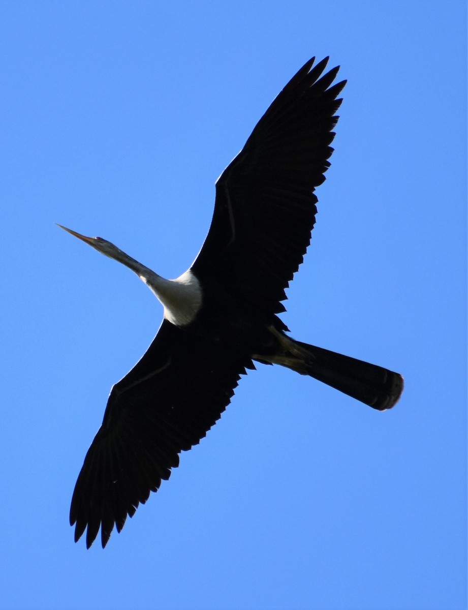 Anhinga d'Amérique - ML620622829