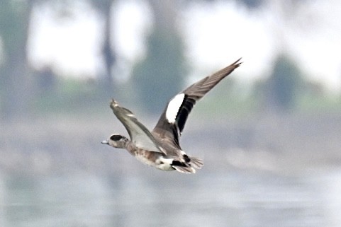 American Wigeon - ML620622830