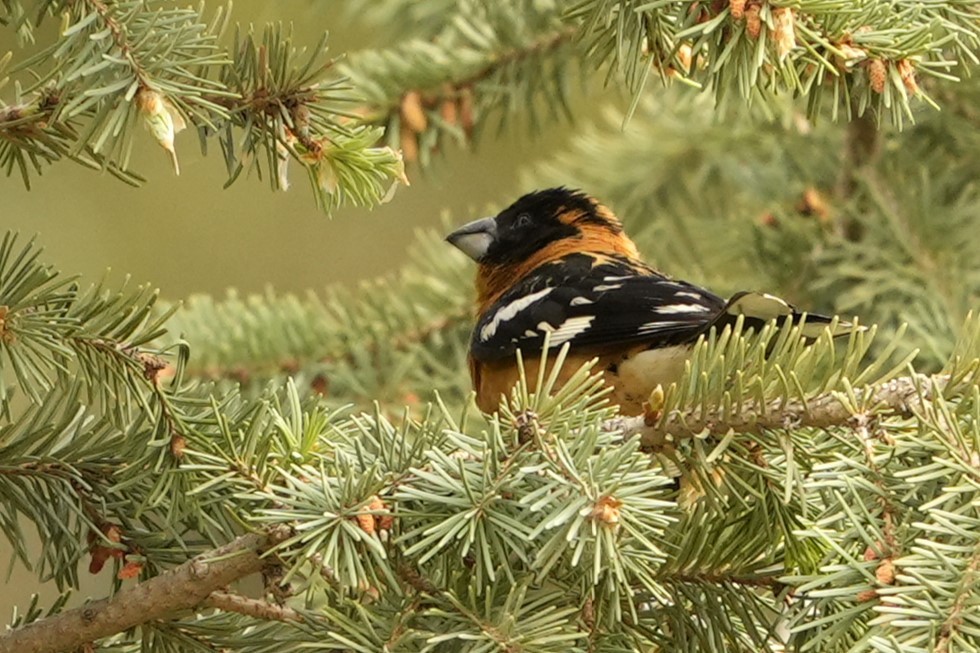 Black-headed Grosbeak - ML620622832