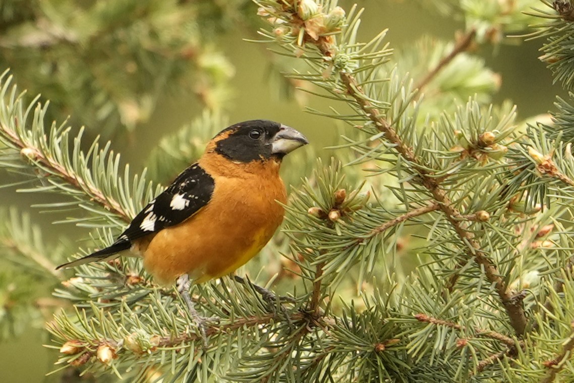 Cardinal à tête noire - ML620622833