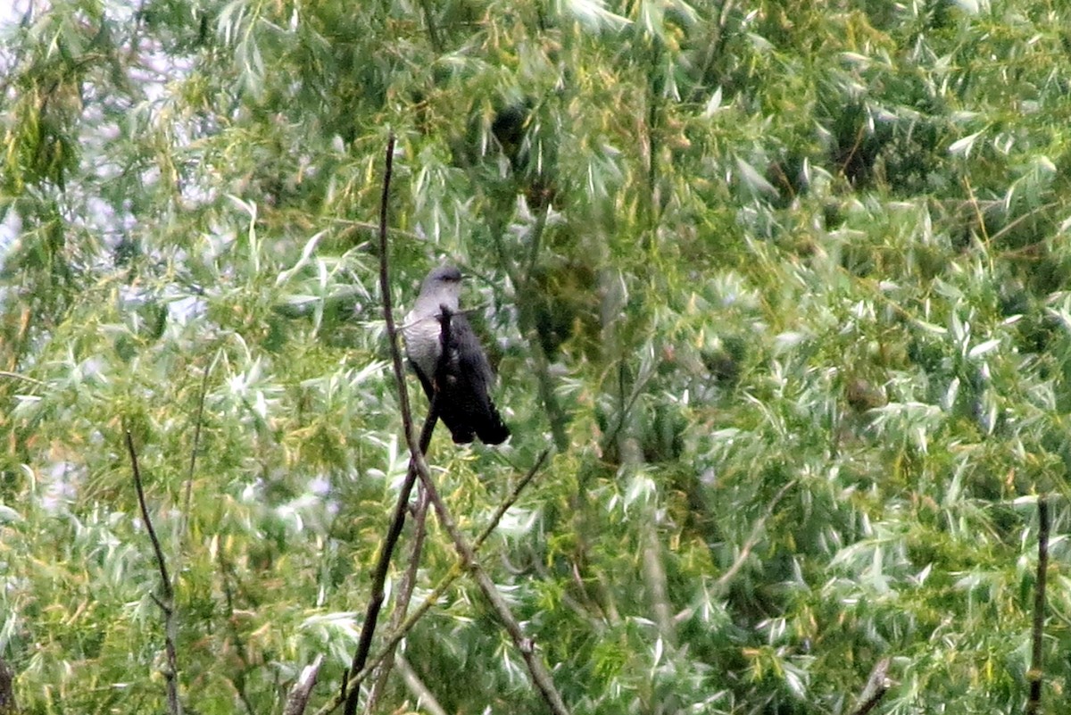 Common Cuckoo - ML620622835