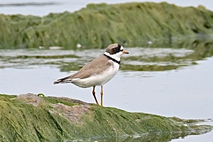 Semipalmated Plover - ML620622849