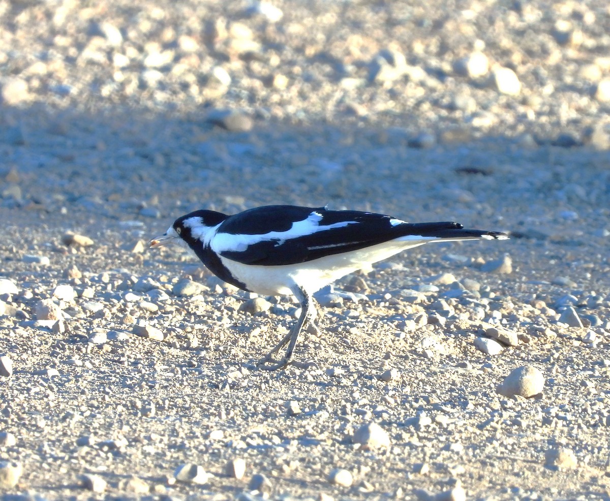 Magpie-lark - ML620622850