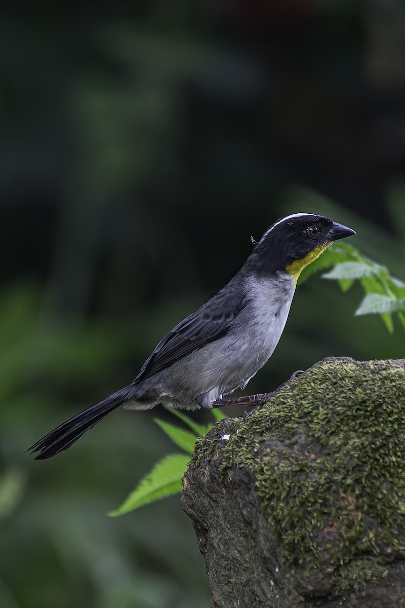 White-naped Brushfinch - ML620622852